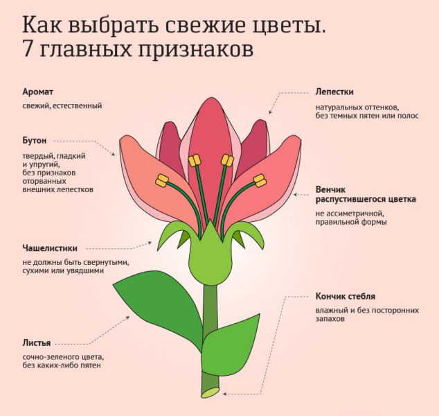 инфографика Как выбрать свежие цветы 7 главных признаков