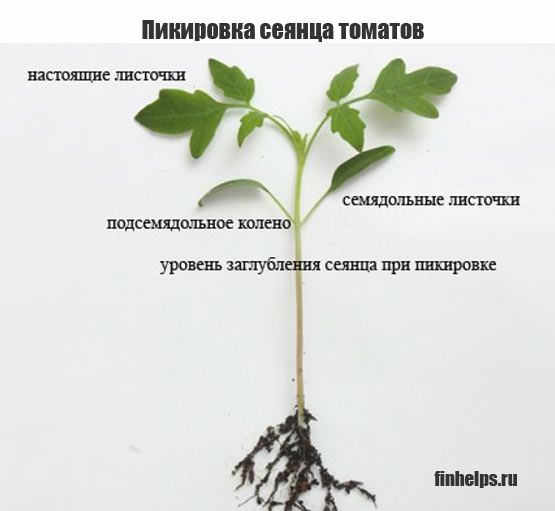 инфографика Пикировка сеянца томатов
